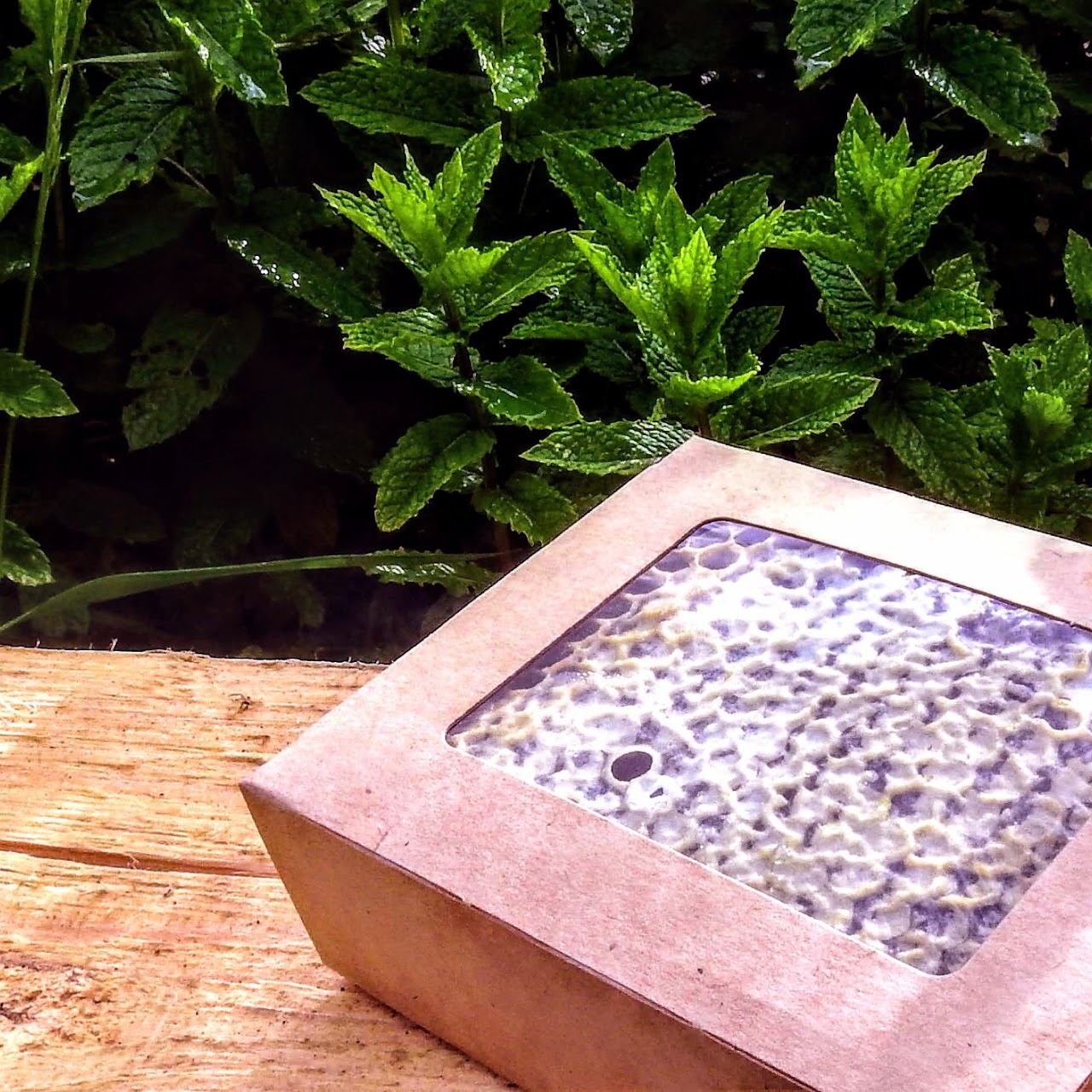 Packaged comb honey surrounded by fresh mint