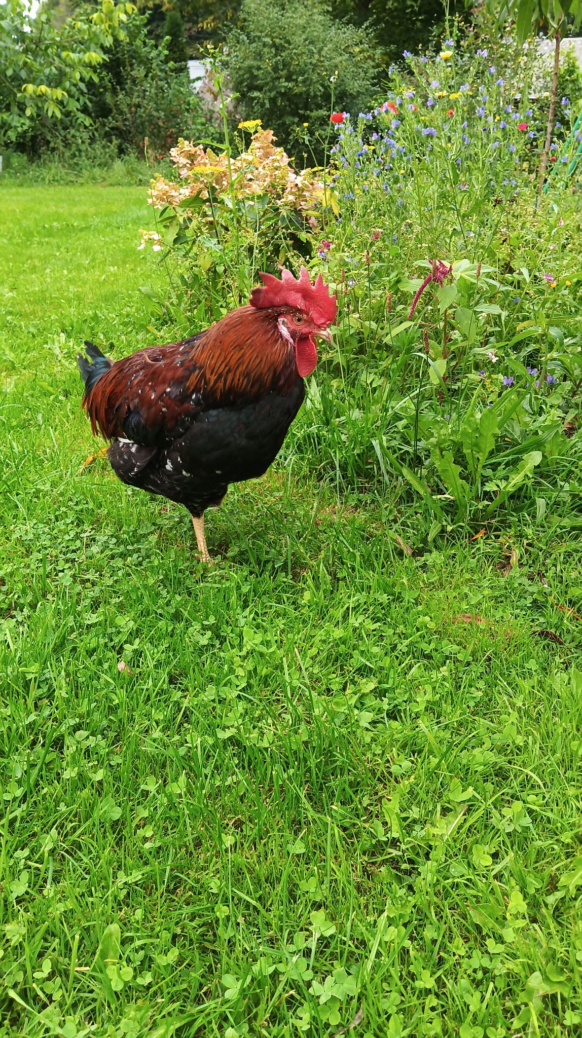 Free range chickens