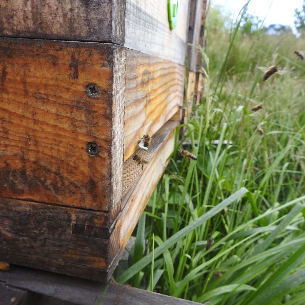 Bees at a wooden hive in a meadow