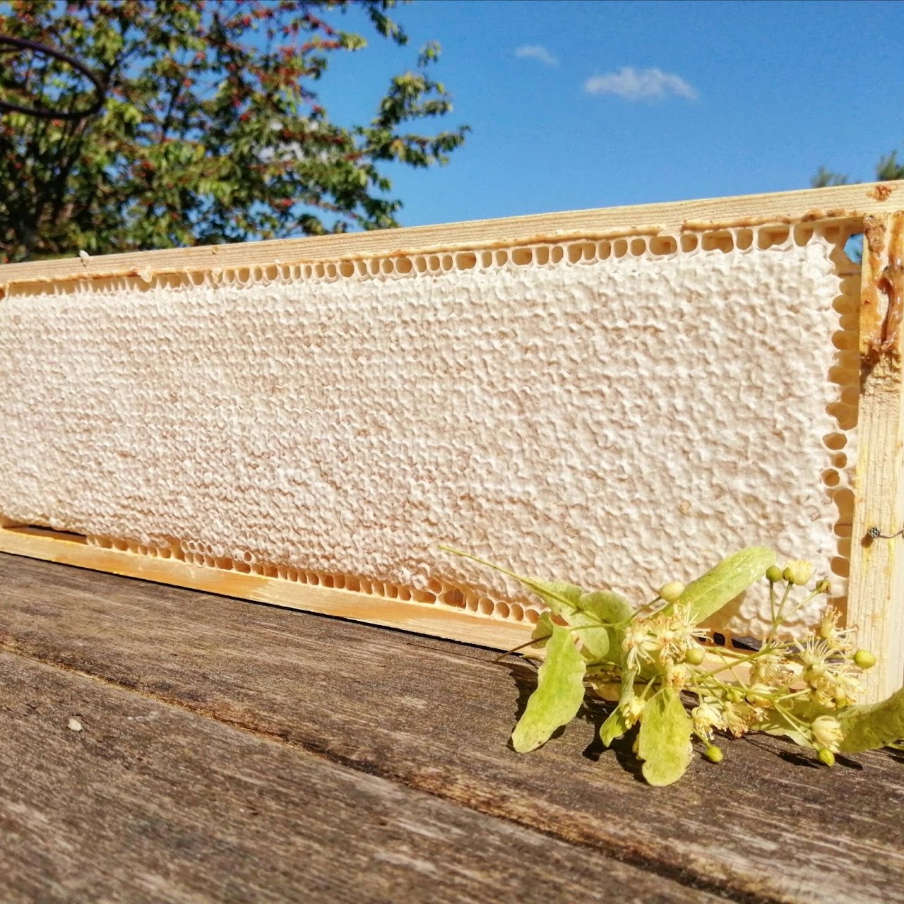 A wooden frame filled with capped honeycomb